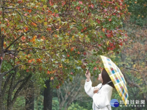 汐止拱北殿、三芝101縣道和新店二叭子公園等山區，已可見萬綠叢中點點紅葉 。（圖／景觀處提供）