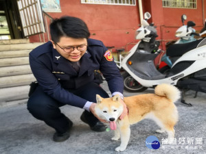 迷途毛小孩阿柴 。林重鎣攝