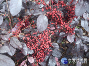 台灣欒樹的花、葉及果實每當冬天將會全部掉光，吸引紅姬緣椿象聚集，吸食落果及樹汁，民眾見到群聚的紅姬緣椿象難免心生恐懼。（圖／景觀處提供）