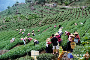 阿里山茶葉生產合作社冬季優良茶暨第七屆海峽兩岸茶文化季春秋茶王擂台賽1月5日頒獎