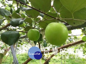 新年送禮棗子到，農糧署南區分署呼籲民眾把握機會選購享用