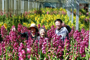 年關將近，正值魚池鄉虎頭蘭盛開期，鄉長劉啟帆推薦遊客到日月潭賞花，並以產地價跟花農買到最美麗的蘭花回家增添春節氣氛。