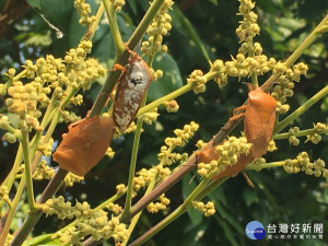 防治荔枝椿象　中市補助資材每公頃最高2000元