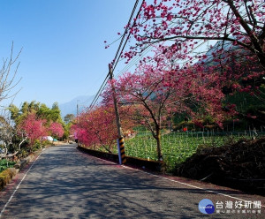 玉山觀光茶園-草坪頭櫻花。