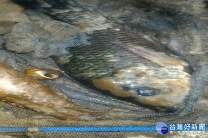 吳郭魚容易感染水黴病。