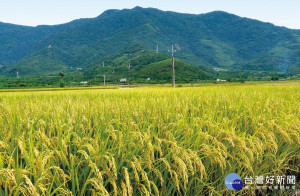 農糧署再次叮嚀把握最後2週，108年稻作申報至2月1日截止 