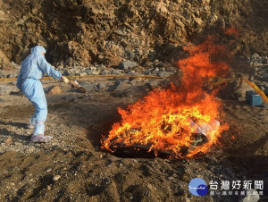 非洲豬瘟中央災害應變中心19日表示，1月17日馬祖列島東莒犀牛嶼出現的海漂死豬，又被驗出帶有非洲豬瘟病毒，發現當下已做好採樣、消毒、焚毀等措施。（圖／非洲豬瘟中央災害應變中心）