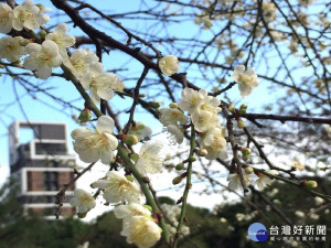 藍天為畫布，梅枝做畫筆，盡情揮灑完成一幅典雅的國畫（圖／台北市公園處提供）