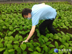 為能確保民眾食的安全，農業局指新北市境內生產蔬菜全數合格，且市面上的蔬果都經過嚴格把關，請民眾安心 。（圖／農業局提供）