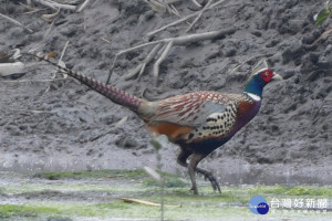 學甲濕地生態園區首度發現保育鳥類環頸雉。