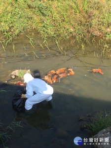 嘉義縣遭棄置52隻雞屍體，家畜所緊急送驗消毒，追緝丟棄行為人