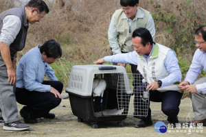 黑面琵鷺救援成功，布袋進行野放