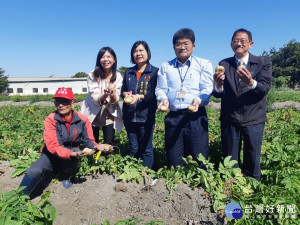 體驗田園樂趣 潭子搖滾馬鈴薯節16日開採 