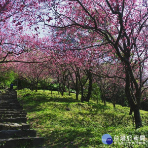 牽手觀櫻　陽明山花季粉紅浪潮來襲（圖／翻攝自臉書陽明山花季）