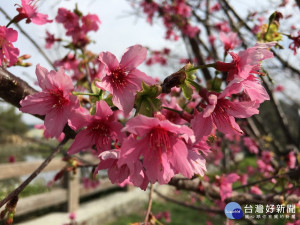 泰安派出所旁的櫻花