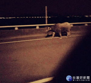 水牛夜闖快速道路。林重鎣翻攝
