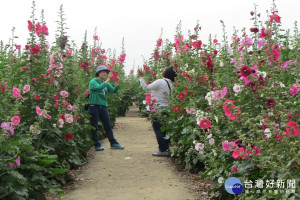 蜀葵花已陸續綻放，隨風搖曳更顯嬌豔。