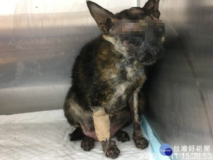 受害家貓因全身嚴重燒燙傷於動物醫院接受治療（圖／台北市動保處提供）