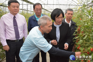 縣長王惠美在小果番茄評鑑冠軍果園瞭解種植的解說。