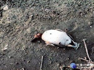 高屏溪水鳥大量死亡　檢驗出肉毒桿菌毒素