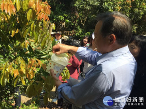 農業局放平腹小蜂。林重鎣攝