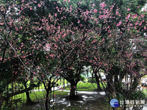 土城頂埔公托旁的櫻花樹。