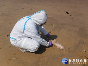 非洲豬瘟中央災害應變中心表示，12日在金門縣烈嶼鄉發現的海漂死豬，經檢驗後確認帶有非洲豬瘟病毒。目前當地政府除進行焚毀豬屍、消毒環境外，也暫停烈嶼鄉豬隻及其產品運往金門本島。（圖／金門縣政府）