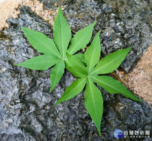 手掌一樣的甜茶葉子（圖／劉景仁博士提供）