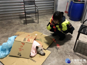 一隻流浪犬在道路上遭到車輛碰撞，曾任獸醫助理女警吳曉珂，趕緊前往現場查看，並將牠移往路邊民宅內。