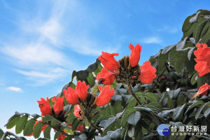 火焰木春夏時節開花，又名火燄木、佛焰樹、森林之火、金香樹或泉樹。