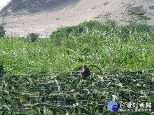 屏東防猴保衛戰　農民架設電圍網最高補助4.5萬