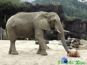 台北市立動物園經去（2018）年辦理民眾i-Voting後，今（20）日宣布將依照i-Voting結果，將於暑假來臨前的6月19日（週三）～6月28日（週五）的10天期間，暫停對外開放，並利用這段時間，全體總動員進行修繕、改善園區照養動物環境。（圖／台北市立動物園）