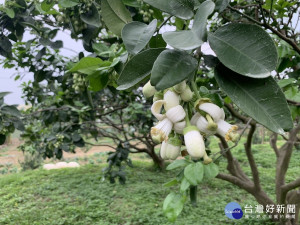 3月是柚子開花時節，今年花期預估可延續至4月10日左右，歡迎喜愛柚花的朋友們把握最佳賞花時機，賞花嚐美食來趟兼具視覺與嗅覺的饗宴之旅。（圖／農業局提供）