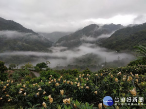 太平大湖桶枇杷園如仙境。林重鎣攝