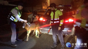 員警二車四人協助包圍羊隻順利抓住羊隻

