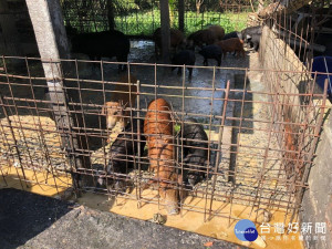 防範非洲豬瘟　台東4/1起全面禁止廚餘養豬