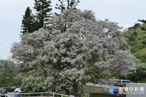 夏日花季接棒妝點市容 中市苦楝樹率先綻放