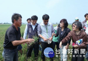 立委蘇治芬邀請農委會主委陳吉仲到北港、元長等地會勘稻熱病田區，關心受害情形及商討因應措施。（記者陳昭宗拍攝）