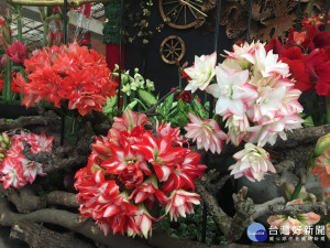 花語「華麗之美」的孤挺花聚在一起真的花如其名（圖／台北市公園處提供）