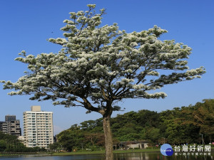 碧湖公園的流蘇-開花期（圖／台北市公園處提供）