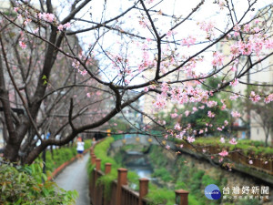 土城「希望之河」兩旁種植了吉野櫻 ，今年花期受到天候影響略為晚開，目前花開約三成。（圖／記者黃村杉攝）