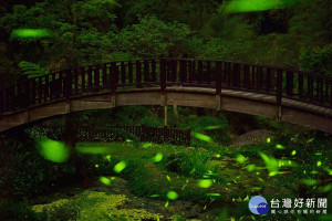 夜享高山茶與螢共舞，特色生態在地人帶路走