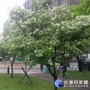 目前盛開的流蘇已在藝文之家和埔頂公園等皆可見。
