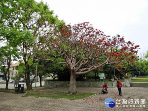 搶救後的惠來公園莿桐。林重鎣攝