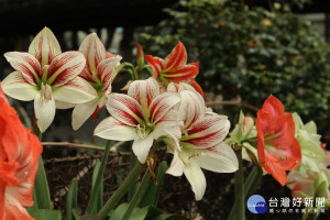 （圖／台北市公園處提供）