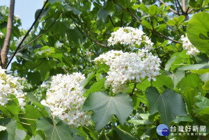 八卦山系的桐花開了。