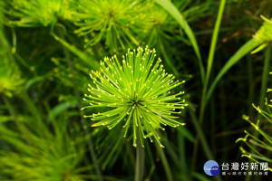 矮紙莎草葉呈亮綠色輻射狀展開