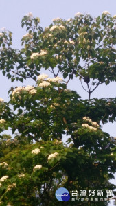 油桐花在大溪已開
