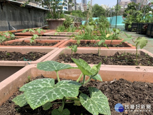 使用土壤改良劑種植的南瓜、秋葵（圖／台北市公園處提供）