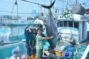 屏東黑鮪魚季「第一鮪」確認 　4/20東港魚市場熱鬧拍賣